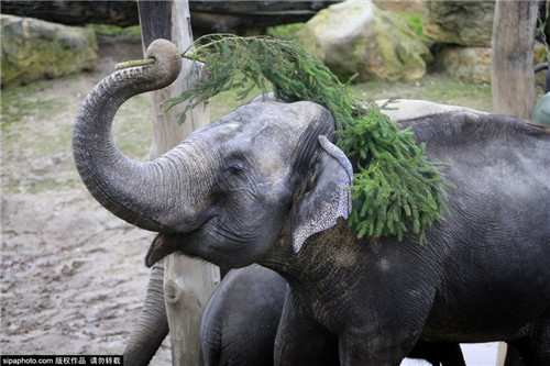 320名圣诞老人集体冲浪？八一八圣诞节奇闻趣事